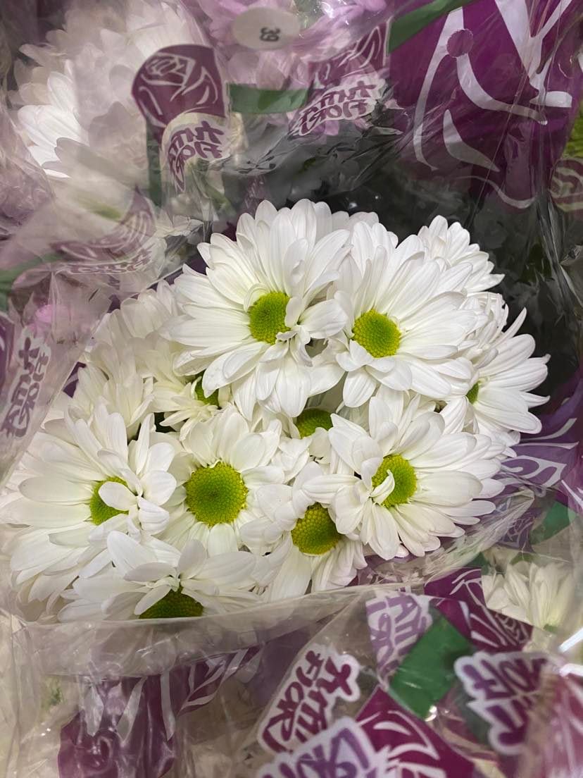 White Daisy